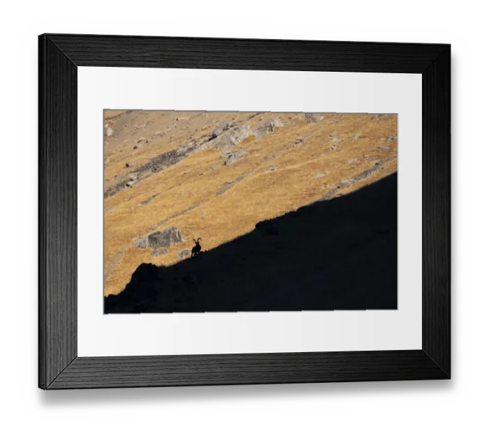 Framed Print : Siberian ibex (Capra sibirica) silhouetted on ridge, Tian Shan mountains, Xinjiang Framed Print : Siberian ibex (Capra sibirica) silhouetted on ridge, Tian Shan mountains, Xinjiang
