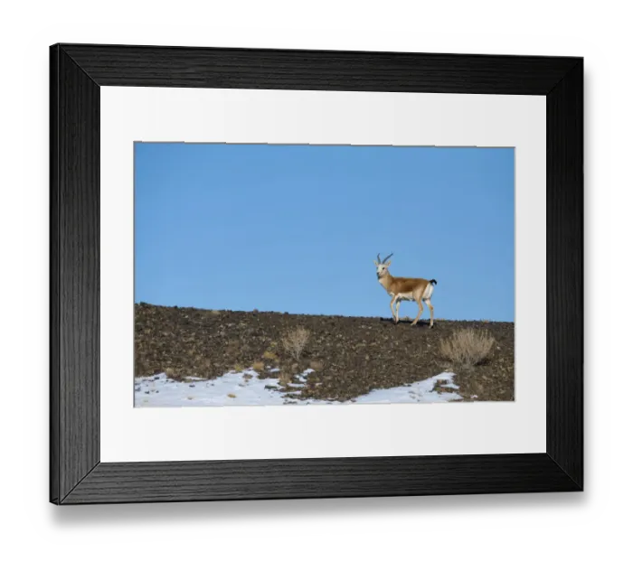 Framed Print : Goitered or Black-tailed gazelle (Gazella subgutturosa) male Framed Print : Goitered or Black-tailed gazelle (Gazella subgutturosa) male