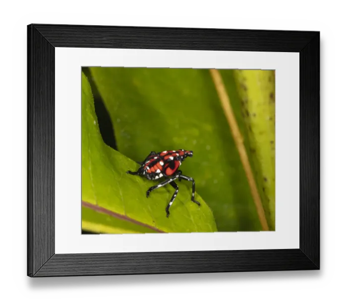 Framed Print : Spotted lanternfly (Lycoma delicatula) fourth instar nymph, Wissahickon Valley Park Framed Print : Spotted lanternfly (Lycoma delicatula) fourth instar nymph, Wissahickon Valley Park