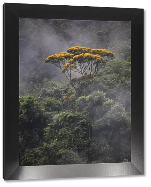 Vochysia tree and rainforest landscape, Copalinga Reserve, Ecuador, December 2018