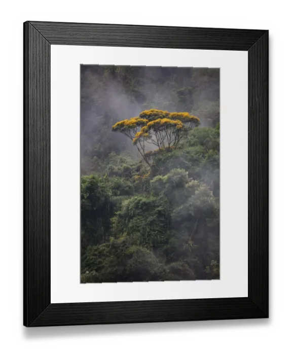 Framed Print : Vochysia tree and rainforest landscape, Copalinga Reserve, Ecuador, December 2018 Framed Print : Vochysia tree and rainforest landscape, Copalinga Reserve, Ecuador, December 2018