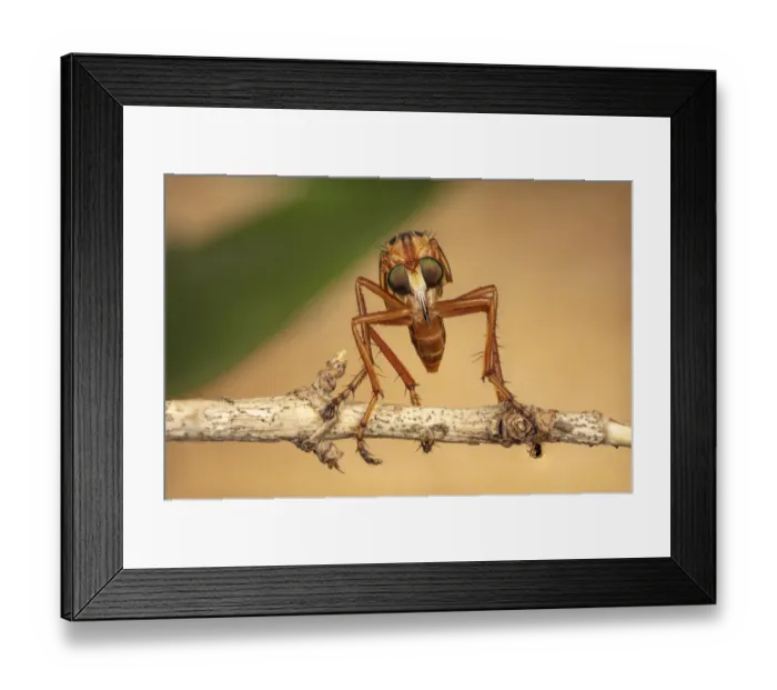 Framed Print : Hanging thief robber fly (Diogmites sp) Philadelphia, Pennsylvania, USA, July Framed Print : Hanging thief robber fly (Diogmites sp) Philadelphia, Pennsylvania, USA, July