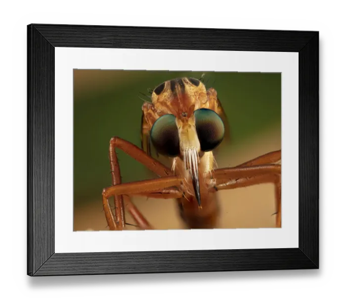 Framed Print : Hanging thief robber fly (Diogmites sp) close up of head and eyes, Philadelphia Framed Print : Hanging thief robber fly (Diogmites sp) close up of head and eyes, Philadelphia