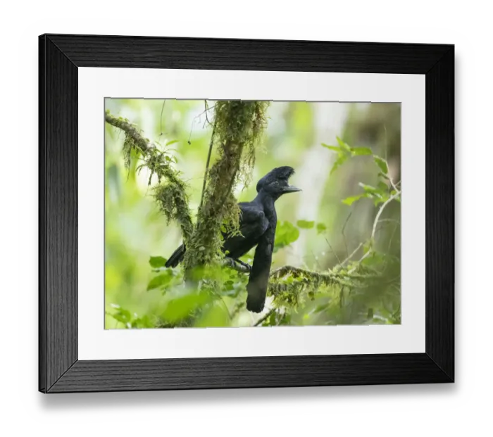 Framed Print : Long-wattled umbrellabird (Cephalopterus penduliger) Buenaventura Reserve, Ecuador Framed Print : Long-wattled umbrellabird (Cephalopterus penduliger) Buenaventura Reserve, Ecuador