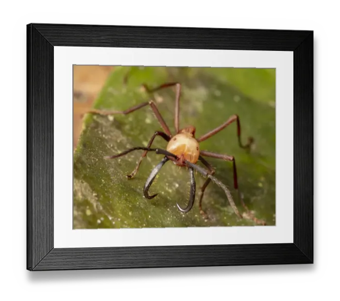 Framed Print : Army ant (Eciton burchellii) carrying prey, Copalinga Reserve, Ecuador Framed Print : Army ant (Eciton burchellii) carrying prey, Copalinga Reserve, Ecuador