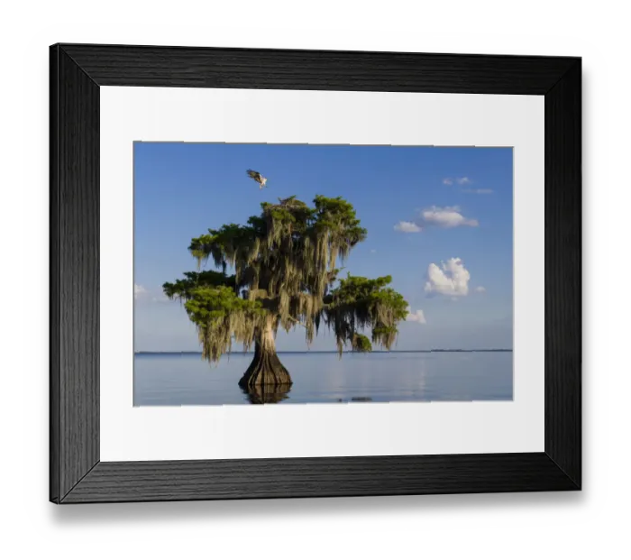Framed Print : Osprey (Pandion haliaetus) landing at its nest in a Bald cypress tree (Taxodium distichum Framed Print : Osprey (Pandion haliaetus) landing at its nest in a Bald cypress tree (Taxodium distichum