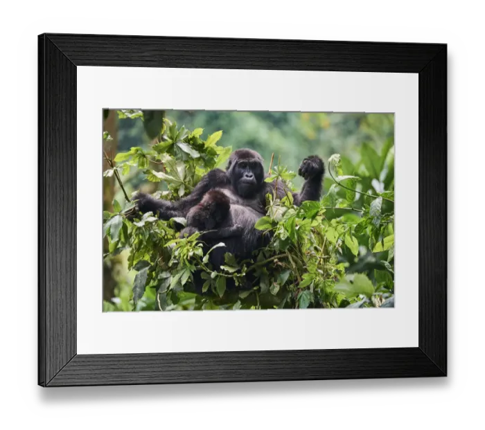 Framed Print : Mountain gorilla (Gorilla beringei) mother with one month baby feeding in tree Framed Print : Mountain gorilla (Gorilla beringei) mother with one month baby feeding in tree