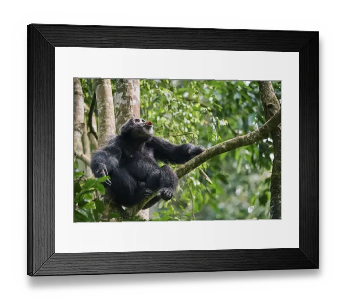Framed Print : Chimpanzee (Pan troglodytes schweinfurthii) male vocalising in tree, Kibale National Park Framed Print : Chimpanzee (Pan troglodytes schweinfurthii) male vocalising in tree, Kibale National Park