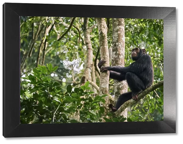 Chimpanzee (Pan troglodytes schweinfurthii) male sitting in a tree