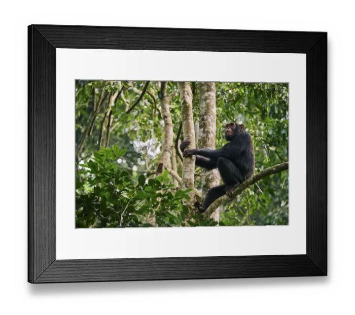 Framed Print : Chimpanzee (Pan troglodytes schweinfurthii) male sitting in a tree Framed Print : Chimpanzee (Pan troglodytes schweinfurthii) male sitting in a tree