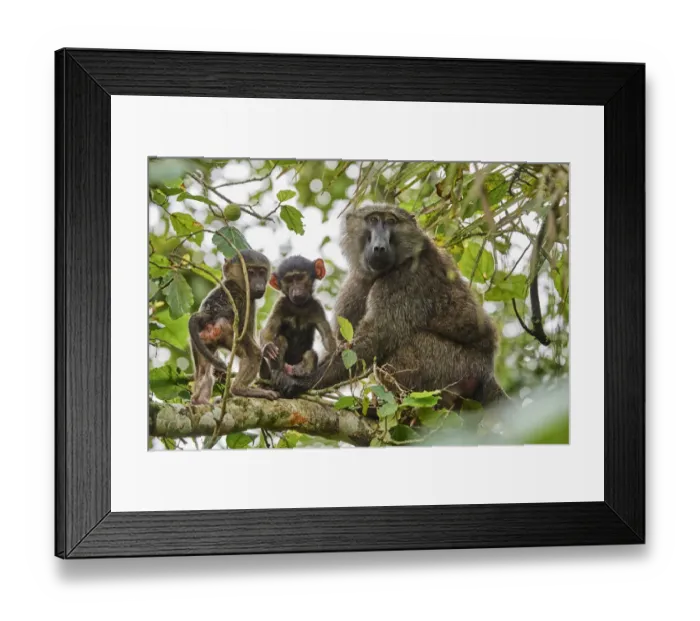 Framed Print : Olive baboon (Papio hamadryas anubis) mother with babies in a tree Framed Print : Olive baboon (Papio hamadryas anubis) mother with babies in a tree