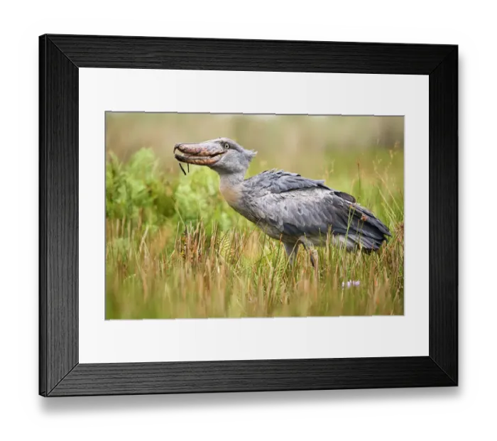 Framed Print : Shoebill stork (Balaeniceps rex) eating a fish in the swamps of Mabamba, Lake Victoria Framed Print : Shoebill stork (Balaeniceps rex) eating a fish in the swamps of Mabamba, Lake Victoria