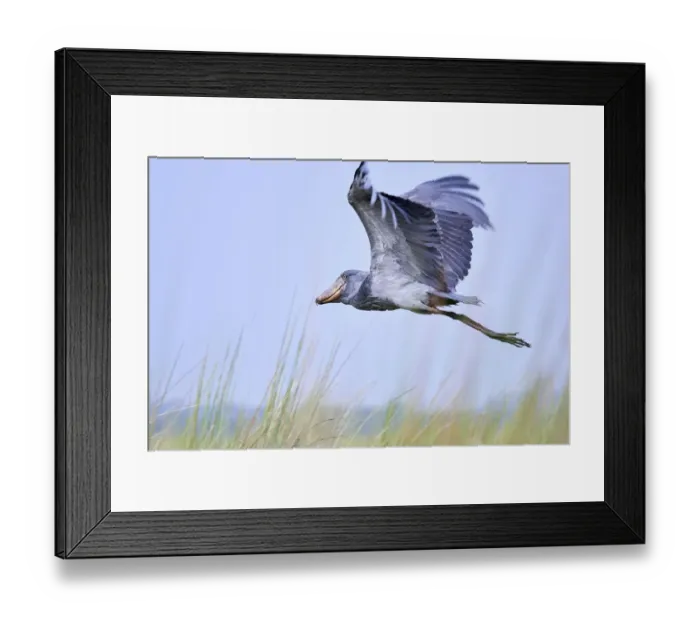 Framed Print : Shoebill stork flying (Balaeniceps rex) in the swamps of Mabamba, Lake Victoria, Uganda Framed Print : Shoebill stork flying (Balaeniceps rex) in the swamps of Mabamba, Lake Victoria, Uganda