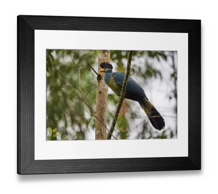 Framed Print : Great blue turaco (Corythaeola cristata) in Bigodi wetland santuary, Uganda Framed Print : Great blue turaco (Corythaeola cristata) in Bigodi wetland santuary, Uganda