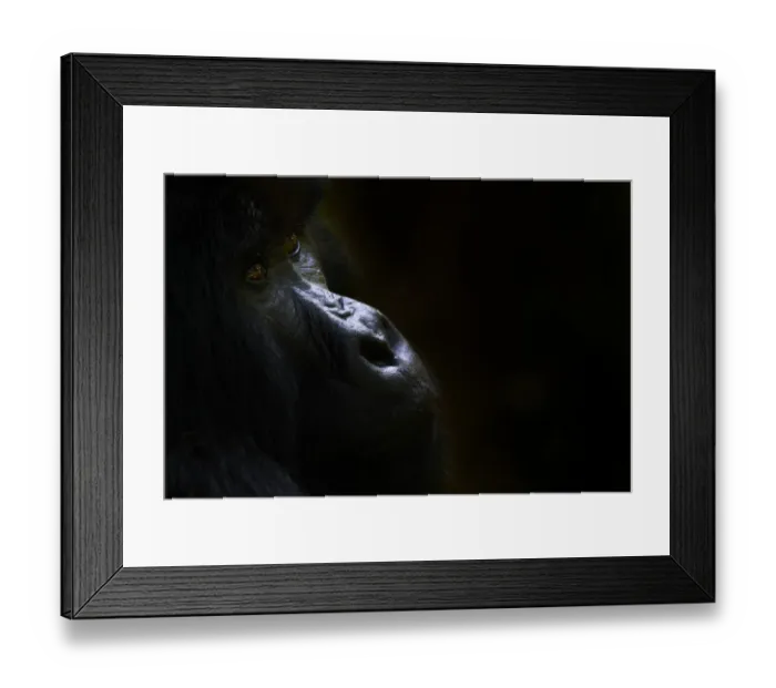Framed Print : Mountain gorilla (Gorilla beringei beringei) silverback male, portrait Framed Print : Mountain gorilla (Gorilla beringei beringei) silverback male, portrait