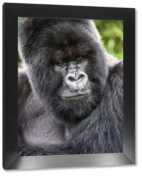 Mountain gorilla (Gorilla beringei beringei) silverback male, portrait