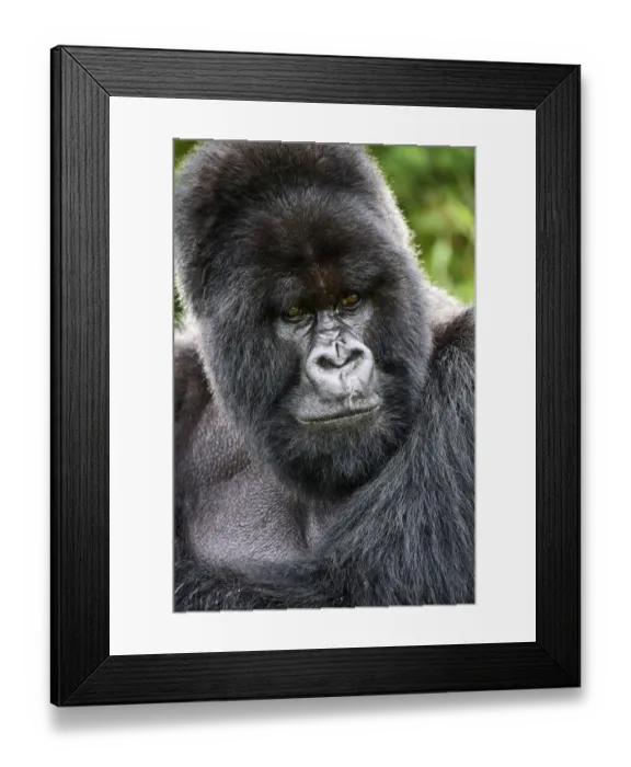 Framed Print : Mountain gorilla (Gorilla beringei beringei) silverback male, portrait Framed Print : Mountain gorilla (Gorilla beringei beringei) silverback male, portrait