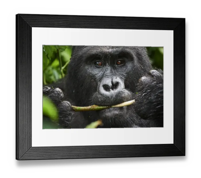 Framed Print : Portrait of male silverback Mountain gorilla (Gorilla beringei beringei) feeding