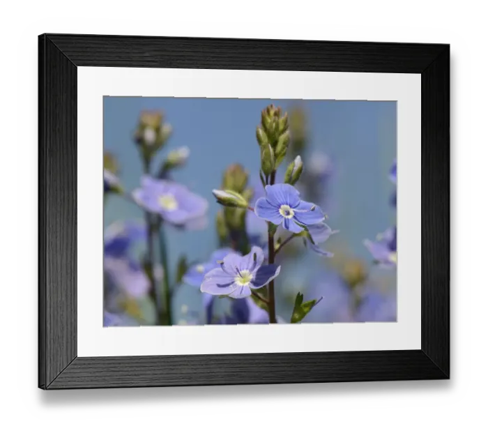 Framed Print : Germander speedwell (Veronica chamaedrys) clump flowering in a chalk grassland meadow Framed Print : Germander speedwell (Veronica chamaedrys) clump flowering in a chalk grassland meadow