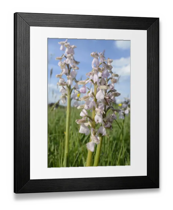Framed Print : Green-winged orchid (Orchis / Anacamptis morio) clump, pale pink / white form Framed Print : Green-winged orchid (Orchis / Anacamptis morio) clump, pale pink / white form