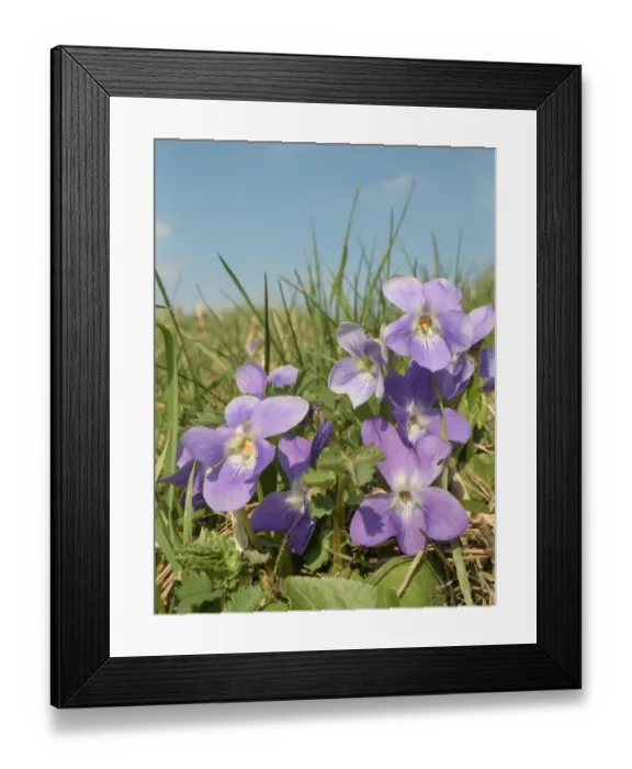 Framed Print : Hairy violet (Viola hirta) clump flowering in a chalk grassland meadow, Wiltshire, UK Framed Print : Hairy violet (Viola hirta) clump flowering in a chalk grassland meadow, Wiltshire, UK