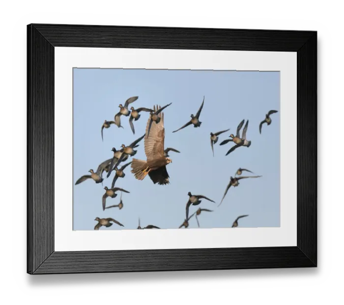 Framed Print : Marsh harrier (Circus aeruginosus) female hunting among a panicked flock of Common teal Framed Print : Marsh harrier (Circus aeruginosus) female hunting among a panicked flock of Common teal