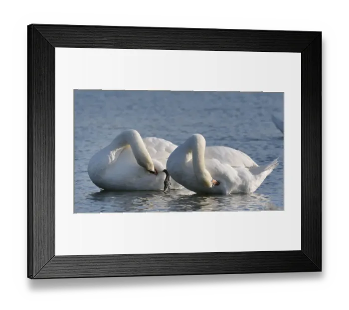 Framed Print : Mute swan (Cygnus olor) pair preening in unison, Gloucestershire, UK, December Framed Print : Mute swan (Cygnus olor) pair preening in unison, Gloucestershire, UK, December