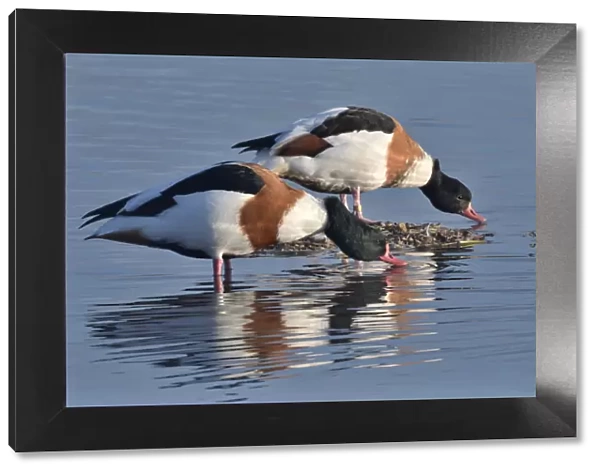Common shelduck pair (Tadorna tadorna) standing and drinking in the margins of a shallow