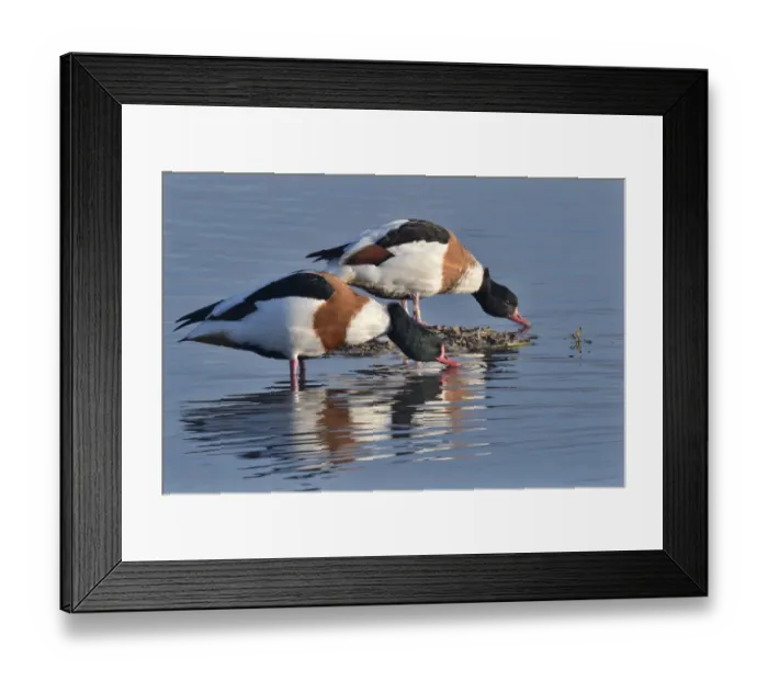 Framed Print : Common shelduck pair (Tadorna tadorna) standing and drinking in the margins of a shallow