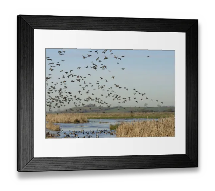 Framed Print : Dense flock of Common teal (Anas crecca) with a few Wigeon (Anas penelope Framed Print : Dense flock of Common teal (Anas crecca) with a few Wigeon (Anas penelope