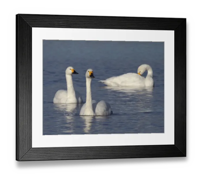 Framed Print : Bewicks swan (Cygnus columbianus bewickii) adults swimming on a marshland pool