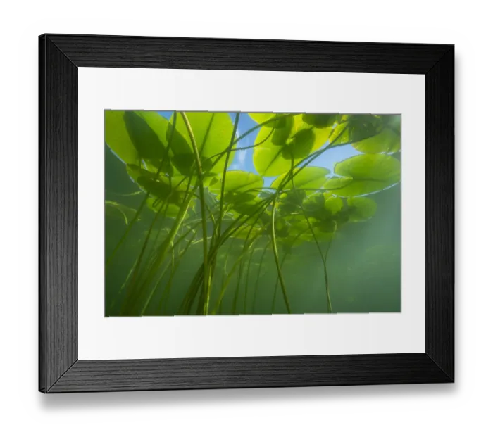 Framed Print : Yellow water-lily (Nuphar lutea) underwater. Lake Morat, Vaud, Switzerland Framed Print : Yellow water-lily (Nuphar lutea) underwater. Lake Morat, Vaud, Switzerland