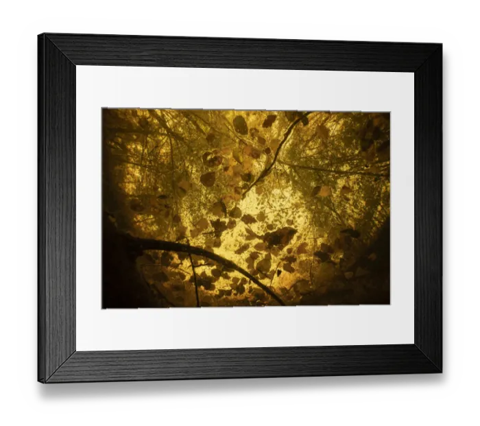 Framed Print : Inser Weiher in autumn, a pond with red coloured water, caused by dissolved tannins Framed Print : Inser Weiher in autumn, a pond with red coloured water, caused by dissolved tannins