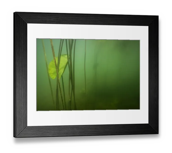 Framed Print : Yellow water-lily (Nuphar lutea) Lake Morat, Canton Vaud, Switzerland, July Framed Print : Yellow water-lily (Nuphar lutea) Lake Morat, Canton Vaud, Switzerland, July