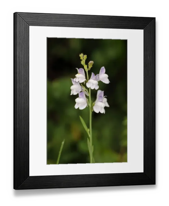 Framed Print : Pale toadflax (Linaria repens), a rare plant in Surrey. Park Downs Framed Print : Pale toadflax (Linaria repens), a rare plant in Surrey. Park Downs