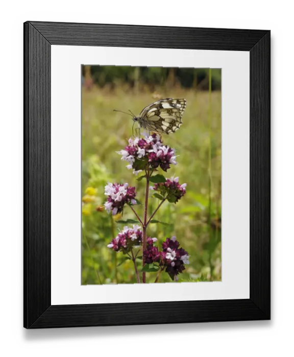 Framed Print : Marbled white butterfly (Melanargia galathea) on Wild marjoram (Origanum vulgare Framed Print : Marbled white butterfly (Melanargia galathea) on Wild marjoram (Origanum vulgare
