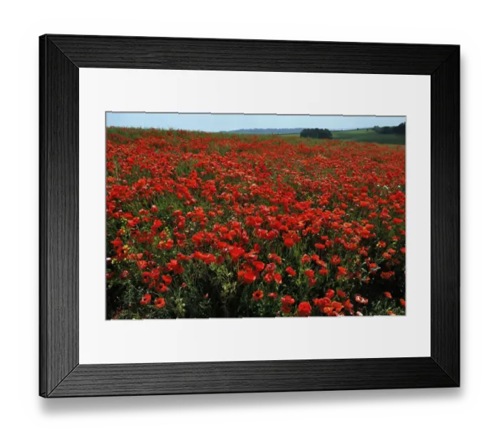 Framed Print : Common poppies (Papaver rhoeas) in field, Chicklade, Wiltshire, England, July Framed Print : Common poppies (Papaver rhoeas) in field, Chicklade, Wiltshire, England, July