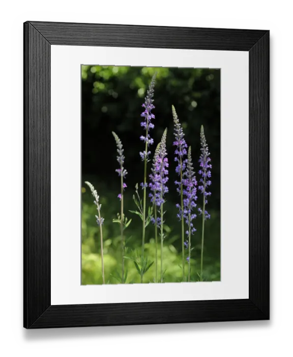 Framed Print : Purple toadflax (Linaria purpurea), on verge of footpath, South Croydon, Surrey, England