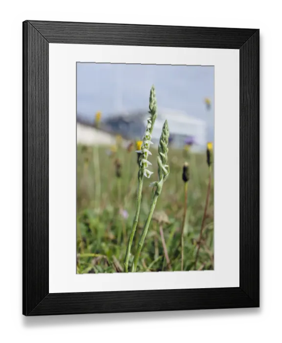 Framed Print : Autumn Lady s-tresses orchid (Spiranthes spiralis) locally rare plant Framed Print : Autumn Lady s-tresses orchid (Spiranthes spiralis) locally rare plant