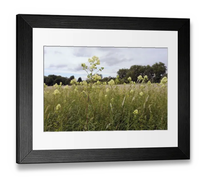 Framed Print : Common meadow-rue (Thalictrum flavum), locally rare plant, Chertsey Meads, Surrey Framed Print : Common meadow-rue (Thalictrum flavum), locally rare plant, Chertsey Meads, Surrey