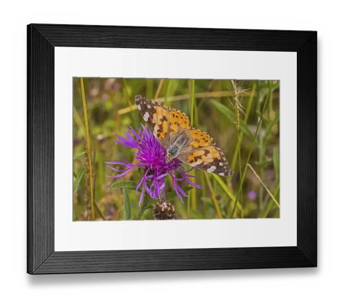 Framed Print : Painted lady butterfly (Vanessa cardui) feeding on knapweed Sutcliffe Park Nature Framed Print : Painted lady butterfly (Vanessa cardui) feeding on knapweed Sutcliffe Park Nature