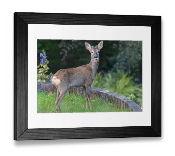 Framed Print : Alert young Roe deer (Capreolus capreolus) buck with developing horns standing on a