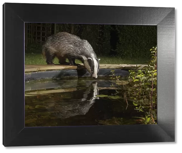 European badger (Meles meles) reflected in a garden pond as it drinks from it at night