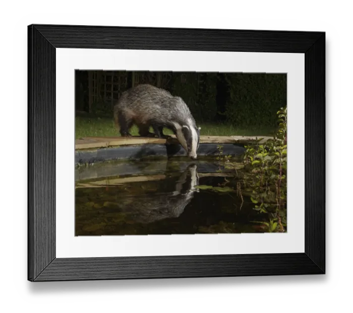 Framed Print : European badger (Meles meles) reflected in a garden pond as it drinks from it at night Framed Print : European badger (Meles meles) reflected in a garden pond as it drinks from it at night