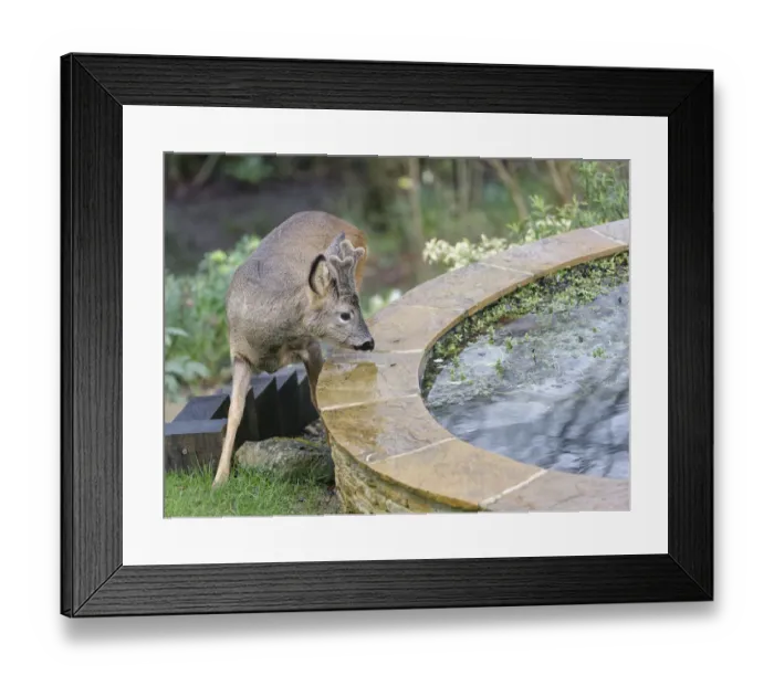 Framed Print : Young Roe deer (Capreolus capreolus) buck with developing horns in velvet approaching a Framed Print : Young Roe deer (Capreolus capreolus) buck with developing horns in velvet approaching a