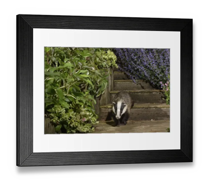 Framed Print : European badger (Meles meles) juvenile walking down some garden steps at night Framed Print : European badger (Meles meles) juvenile walking down some garden steps at night