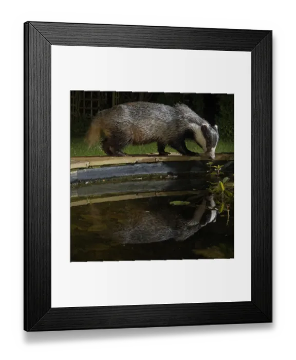 Framed Print : European badger (Meles meles) reflected in a garden pond it is visiting to drink from Framed Print : European badger (Meles meles) reflected in a garden pond it is visiting to drink from