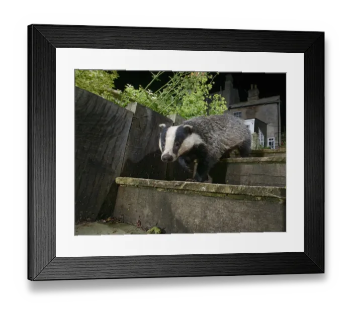 Framed Print : European badger (Meles meles) walking down garden steps at night