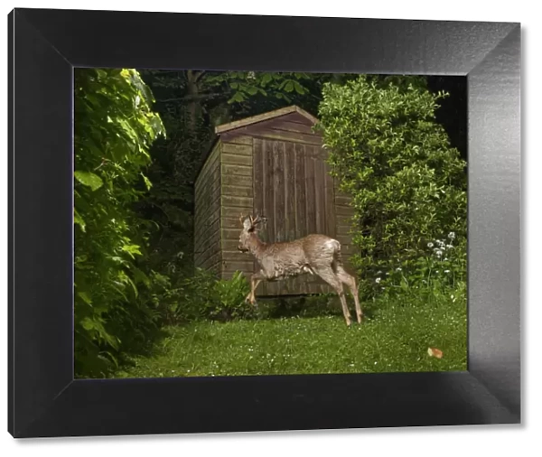 Roe deer (Capreolus capreolus) buck running past a garden shed at night, Wiltshire, UK