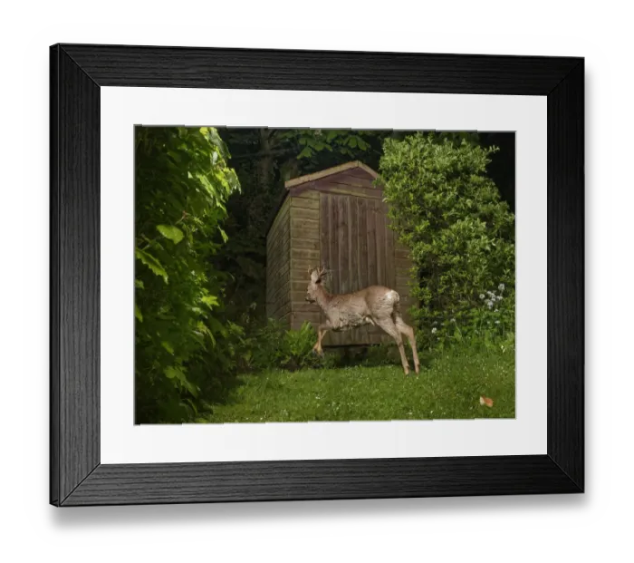 Framed Print : Roe deer (Capreolus capreolus) buck running past a garden shed at night, Wiltshire, UK Framed Print : Roe deer (Capreolus capreolus) buck running past a garden shed at night, Wiltshire, UK